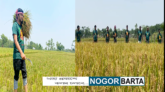 সিলেটে কৃষকের ধান কেটে ঘরে তুলে দিলো মহানগর ছাত্রলীগ নেতৃবৃন্দ