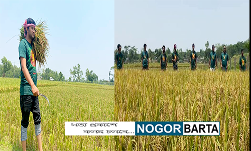সিলেটে কৃষকের ধান কেটে ঘরে তুলে দিলো মহানগর ছাত্রলীগ নেতৃবৃন্দ