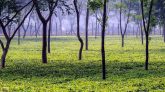 ঈদে ভ্রমণ হোক শ্রীমঙ্গলে