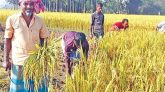 আমন সংগ্রহ কার্যক্রম ভেস্তে গেছে