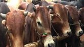 পথে পথে পশুর হাট